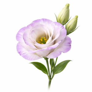 lisianthus